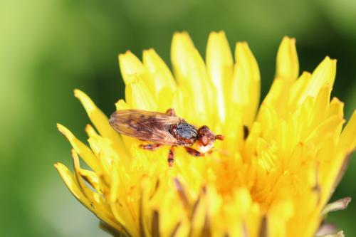 Myopa sp.